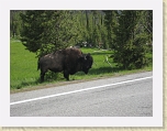 Wyoming2008 231 * Bison! * Bison! * 3072 x 2304 * (2.78MB)